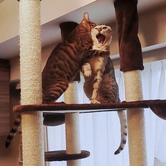 喧嘩するベンガル