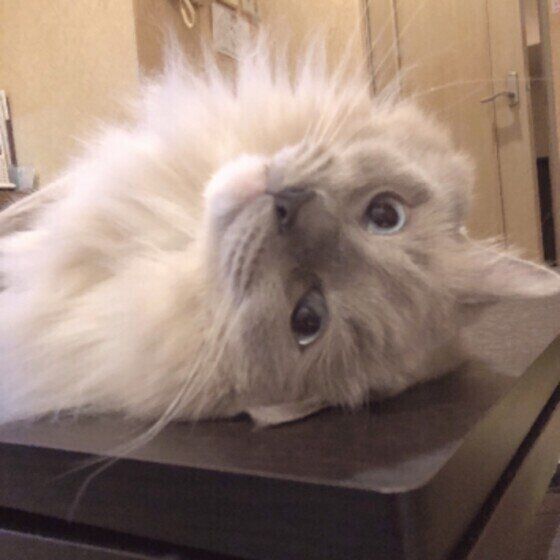 見つめるラグドールの男の子