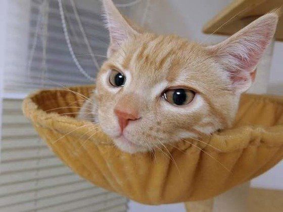 見つめるアメリカンショートヘア