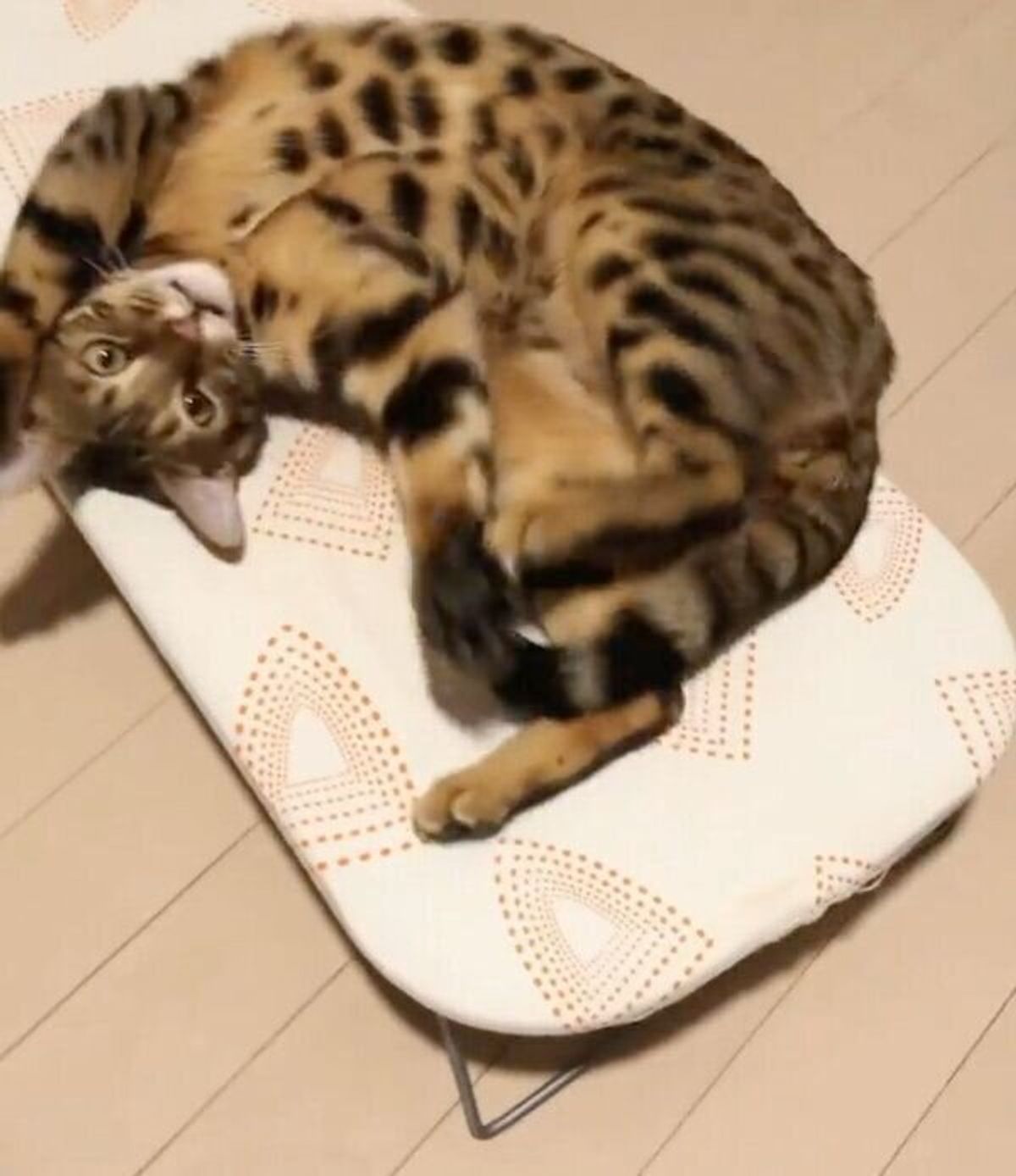 tneiichlclum tneiichlclum