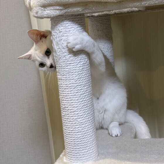 白のシフォンちゃん