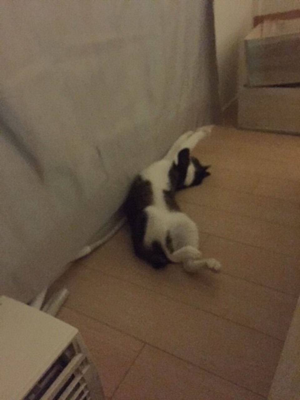 一週間後にはヘソ天 猫との引っ越しが成功する三種の神器 ねこのきもちweb Magazine 一週間後にはヘソ天 猫との引っ越しが成功する三種の神器 ねこのきもちweb Magazine
