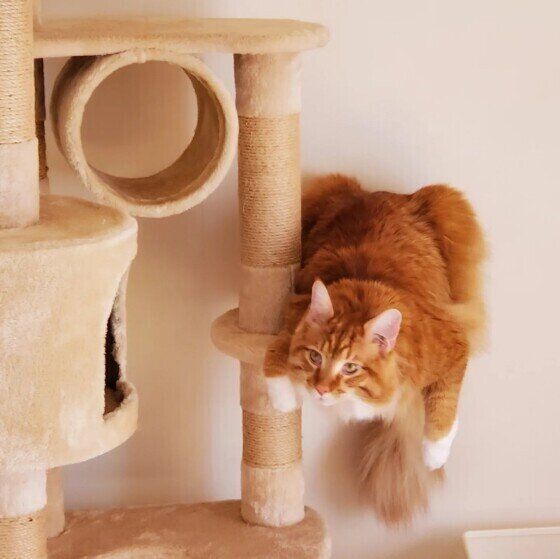 タワーに乗るメインクーンの男の子