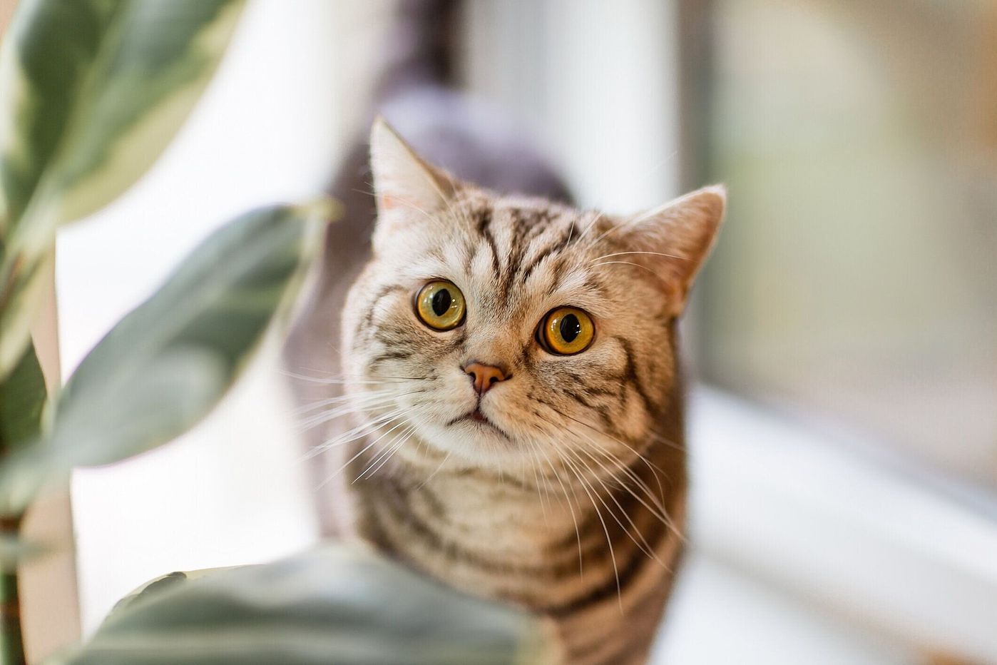 意外な落とし穴 猫とみかん は大丈夫 みかんが与える影響について獣医師に聞きました ねこのきもちweb Magazine 意外な落とし穴 猫とみかん は大丈夫 みかんが与える影響について獣医師に聞きました ねこのきもちweb Magazine