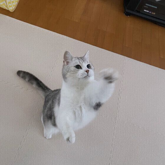 ミヌエットのくーたくん