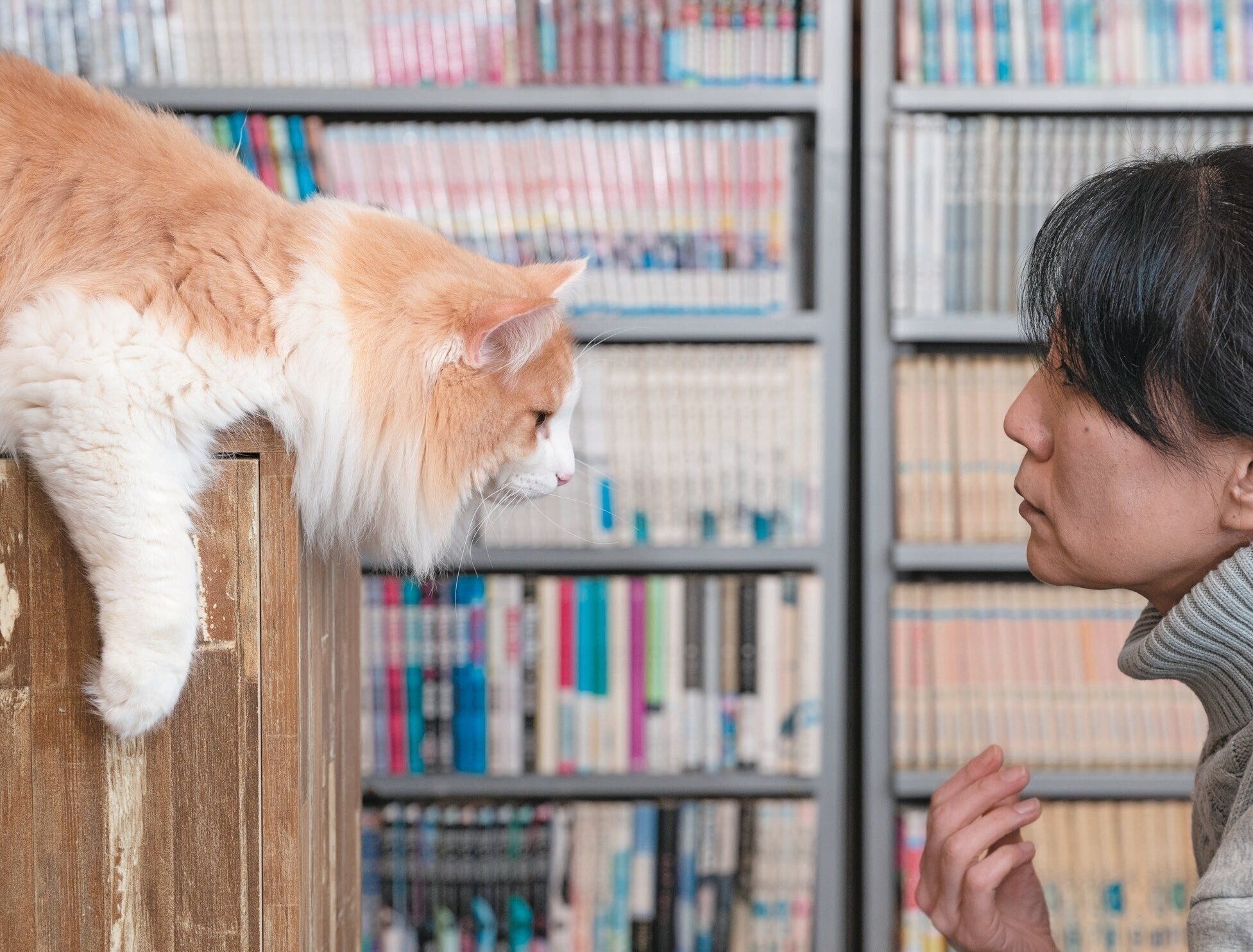 猫の顔のチェック方法