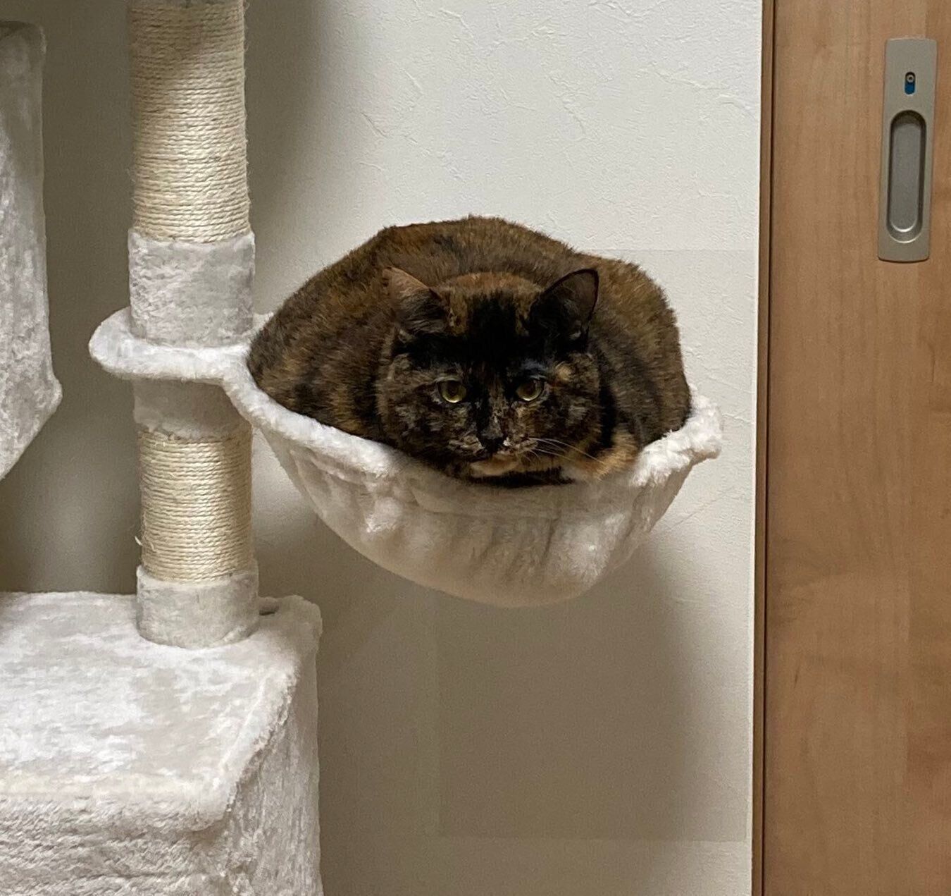 ハンモックの中でくつろぐきゅーちゃん