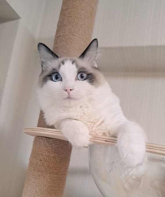 キャットタワーの上でくつろぐラグドール