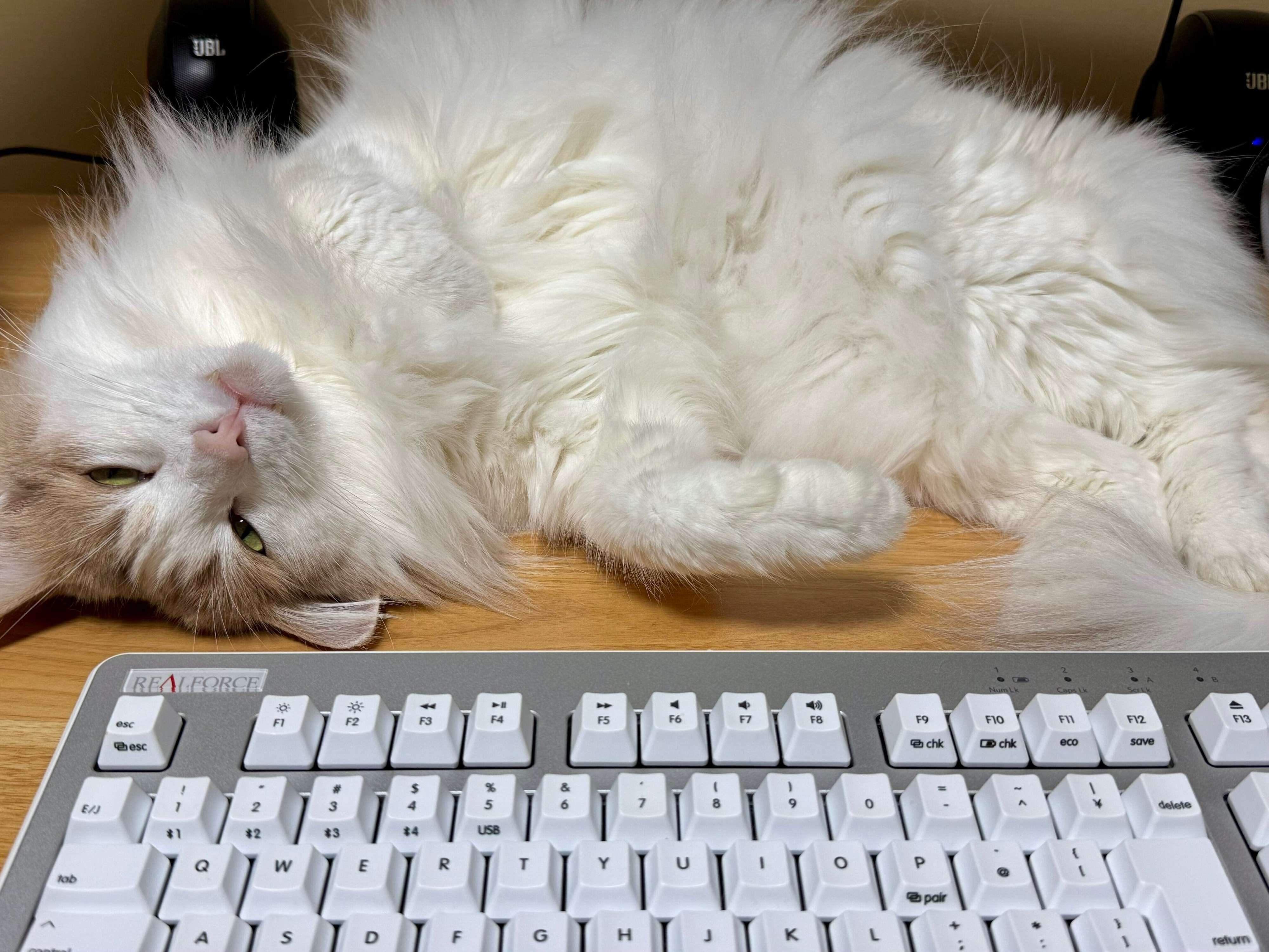 寝転がるエドくん