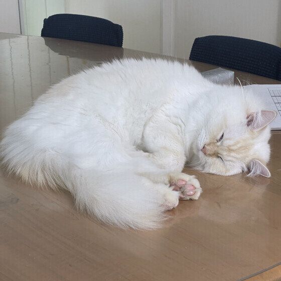 サイベリアンのアルくん