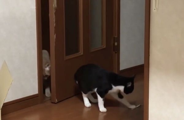 ドアの前で遊ぶ猫