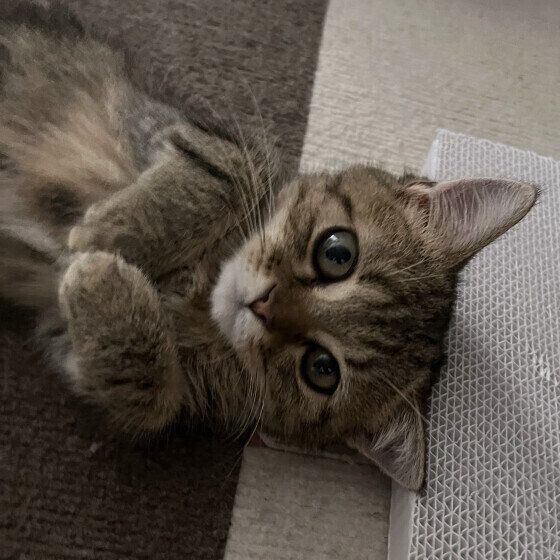 マンチカン　とるて