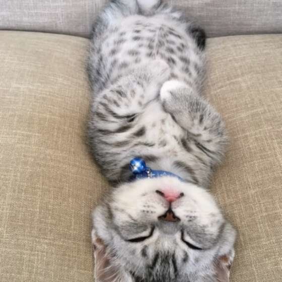 ヘソ天するマンチカン