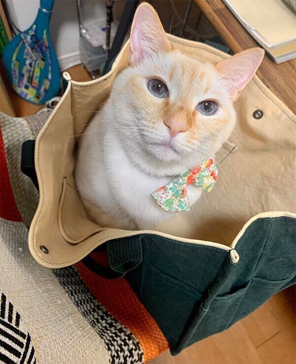 カバンに入る白玉ちゃん