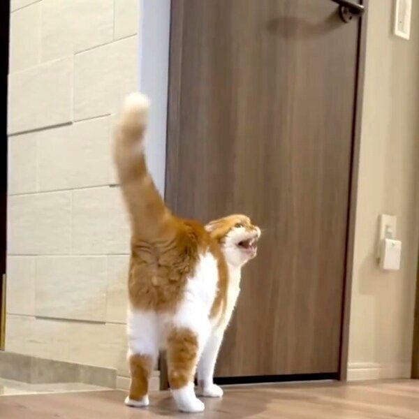 トイレに入りたくて「にえにえ」と鳴くむぎくん