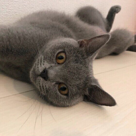 床に寝転がるシャルトリューのベルちゃん