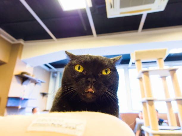 東京の猫カフェ