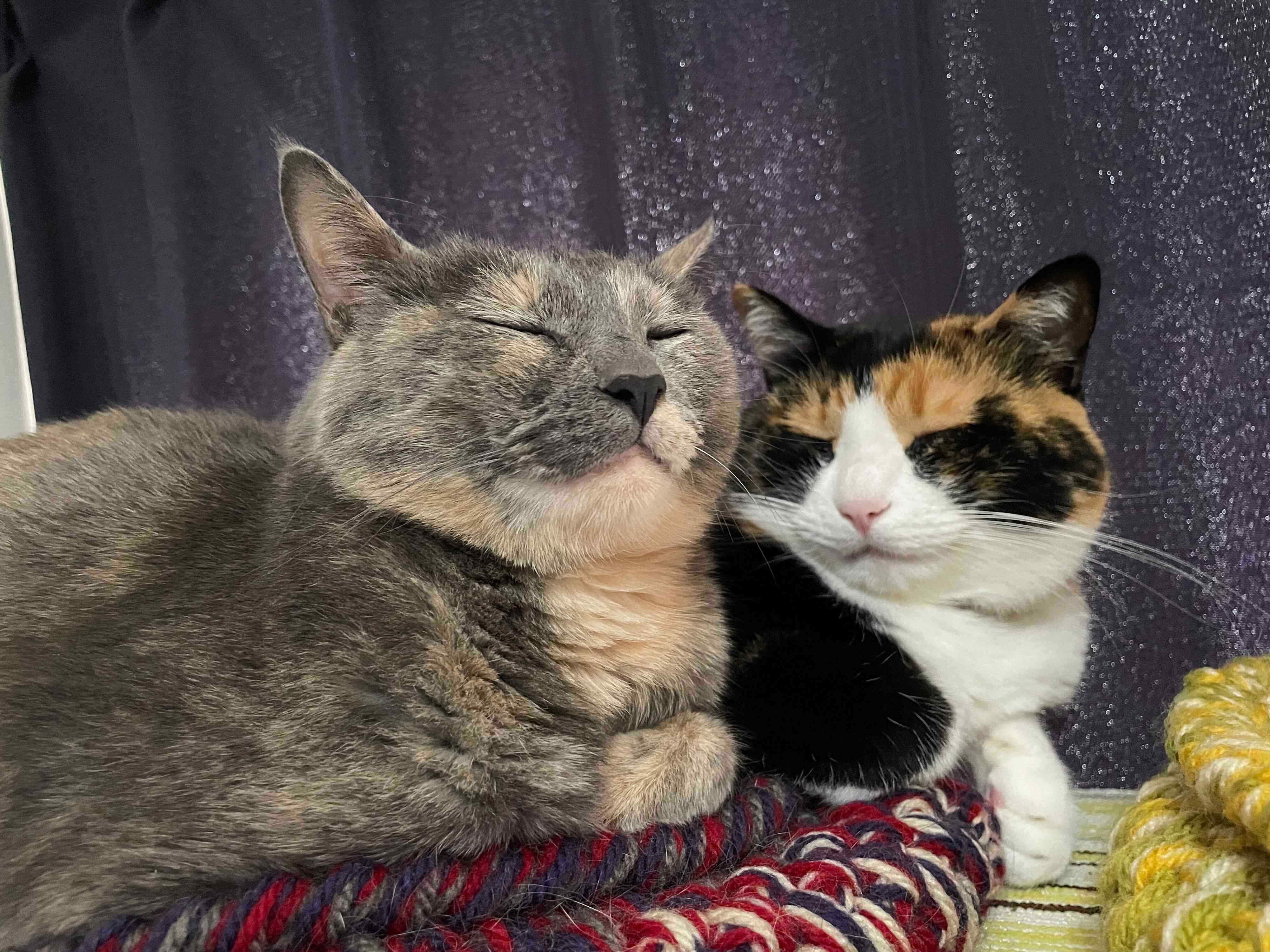 くっついて眠る2匹の猫