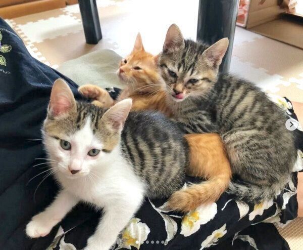 膝の上でくつろぐおこめちゃん、おはぎくん、おもちくん