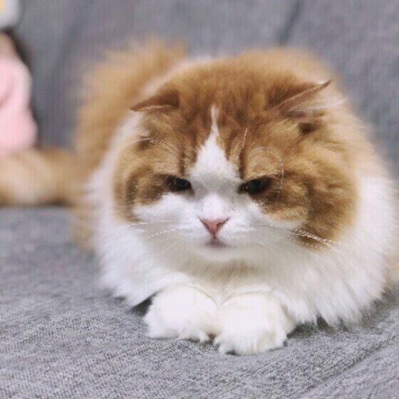 スコティッシュフォールドのさくらちゃん