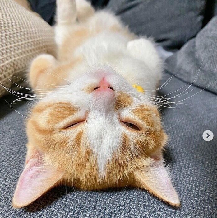 眠るみくるちゃん
