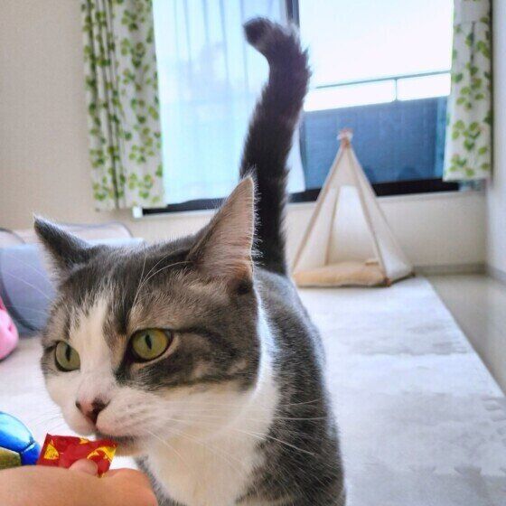 しっぽをピーンと立てるゆきちくん