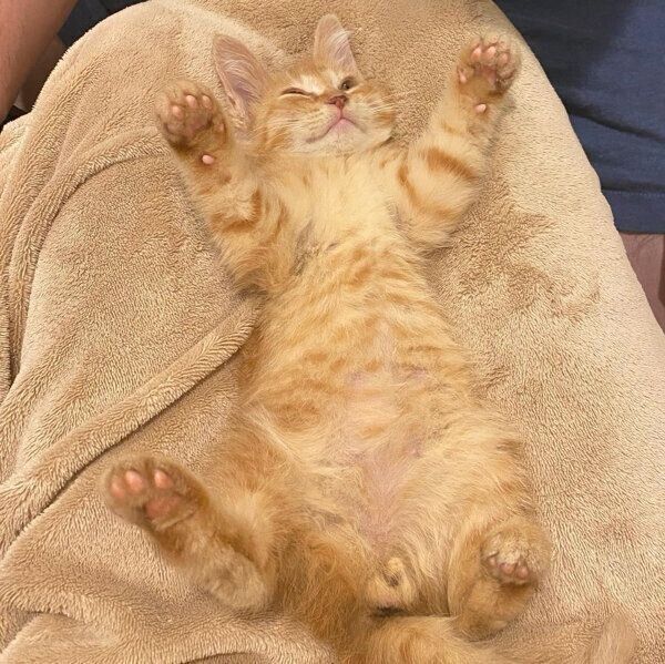 ヘソ天する金太郎くん