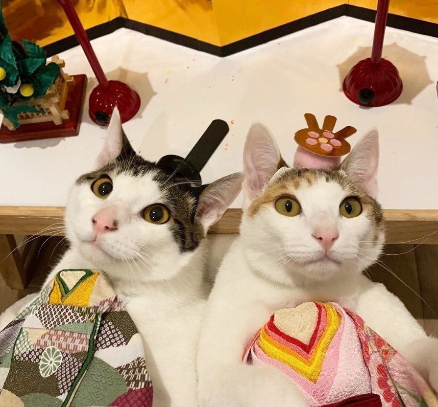 みつよつちゃんのひな祭り