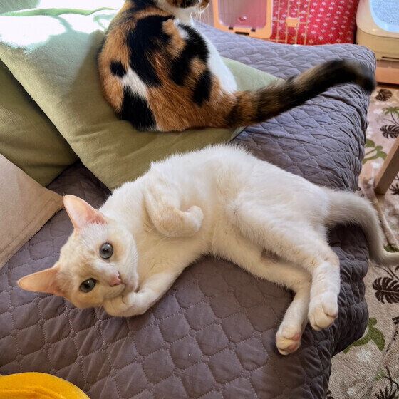 ごろごろする猫