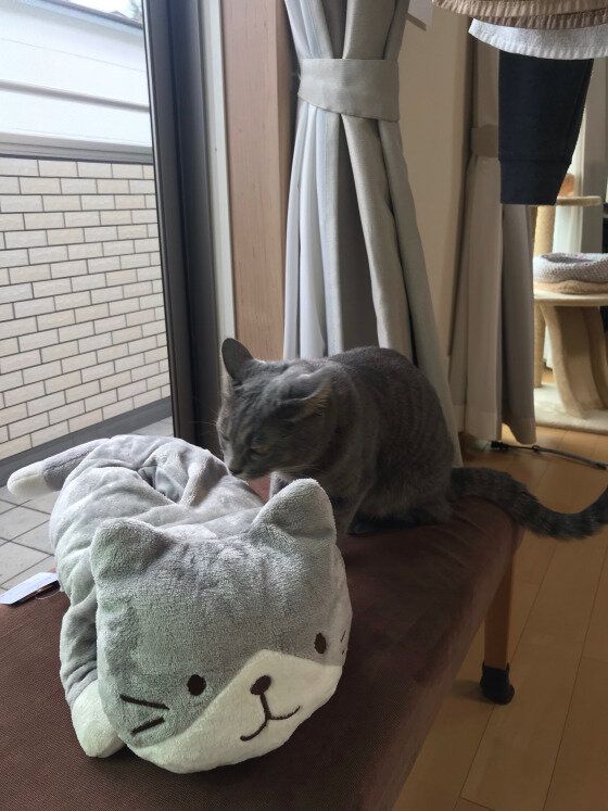 ぬいぐるみと猫