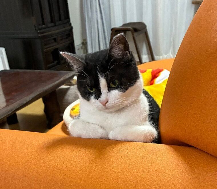 1才になったナナちゃん
