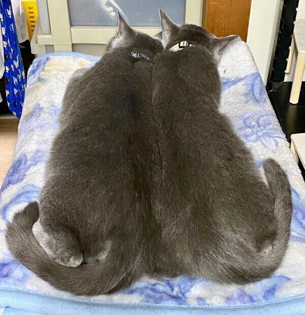立派な猫に成長したグリくんとカイくん