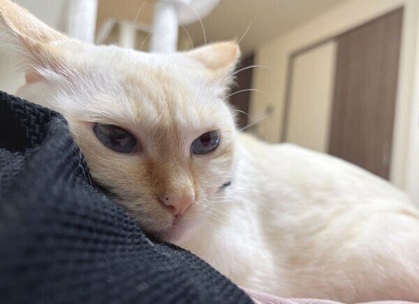 飼い主さんに甘えるひなたちゃん