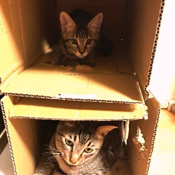 キジトラMIXのイヴくん