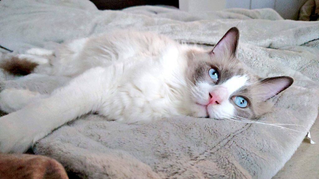 毛布の上でくつろぐラグドール