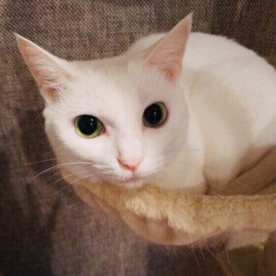 正面を見つめる白猫