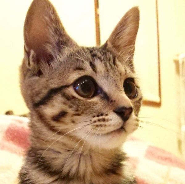 上を見上げるモモちゃん