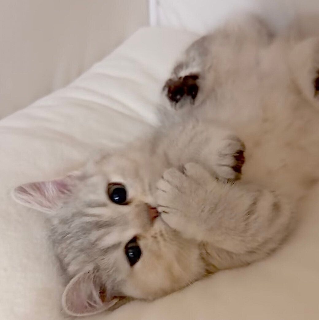 甘えモードのももちゃん