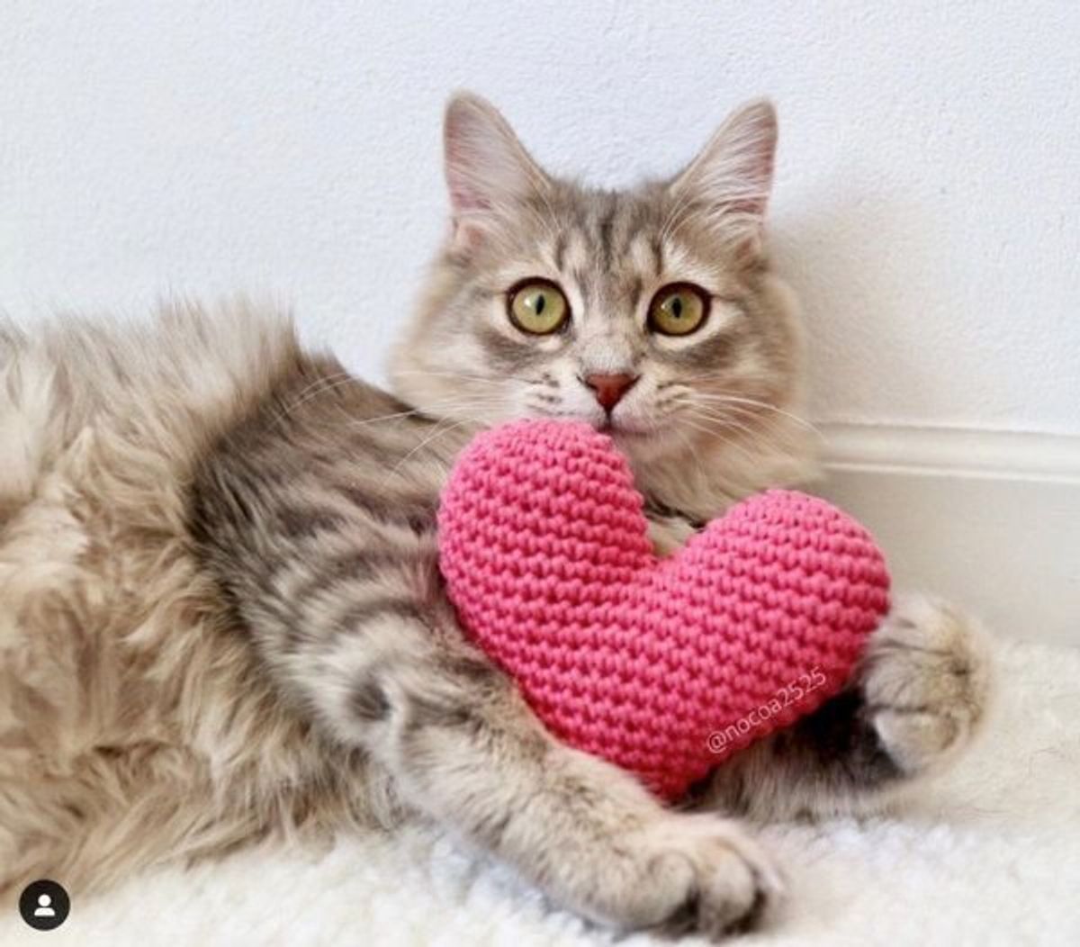 かわいいから許す 猫あるあるなイタズラをするニャンコに反響 ねこのきもちweb Magazine かわいいから許す 猫あるあるなイタズラをするニャンコに反響 ねこのきもちweb Magazine
