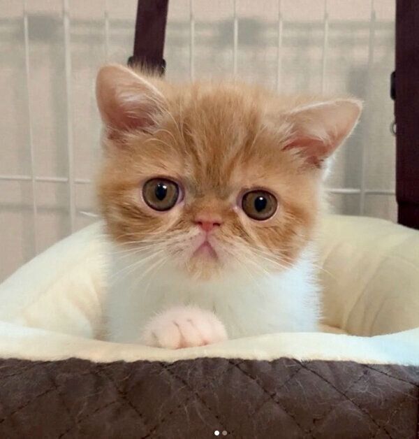 見つめるまめ吉くん