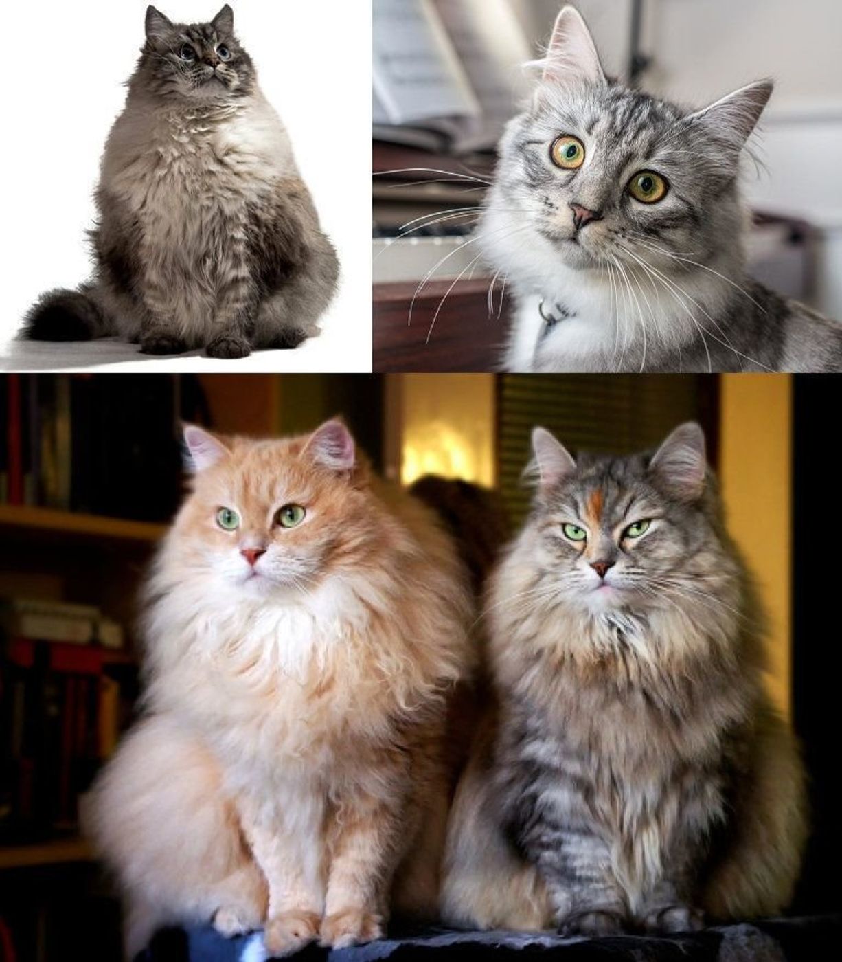 サイベリアンの特徴と性格 飼い方 価格相場など 猫図鑑 ねこのきもちweb Magazine サイベリアンの特徴と性格 飼い方 価格相場など 猫図鑑 ねこのきもちweb Magazine