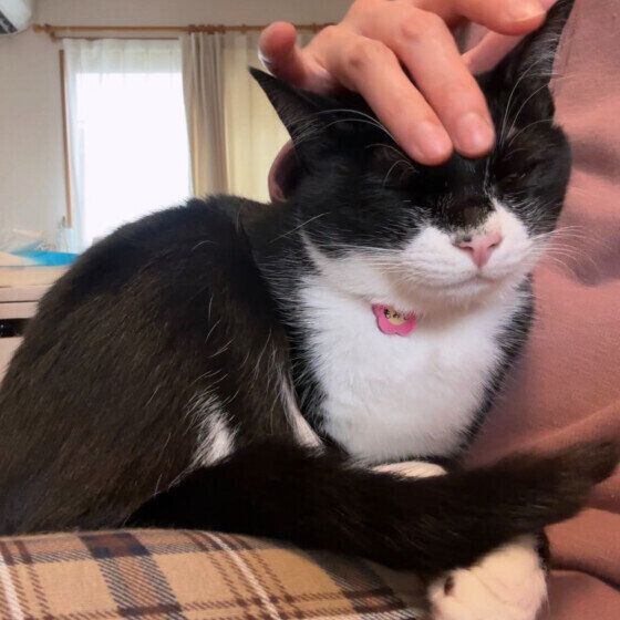気持ちよさそうになでられる黒白猫