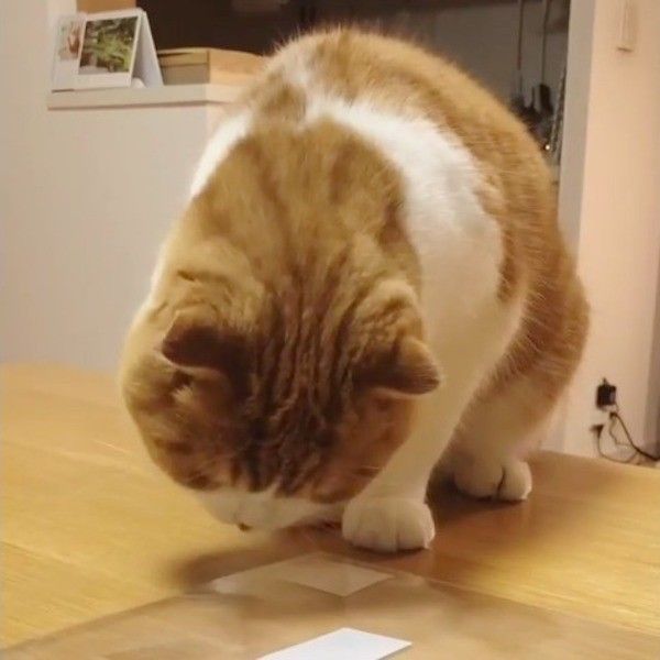 粘着テープ大好きニャンコ