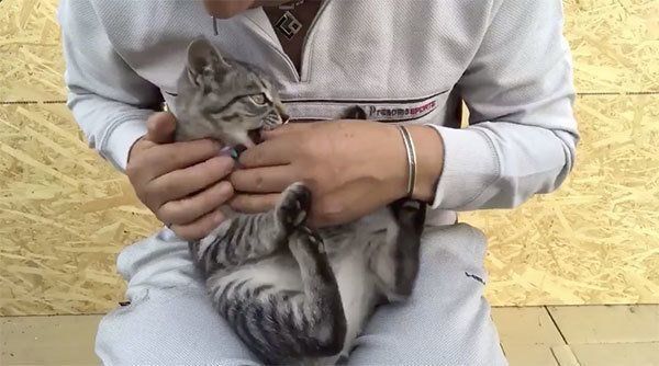 飼い主さんの手をカプッとするコタローくん