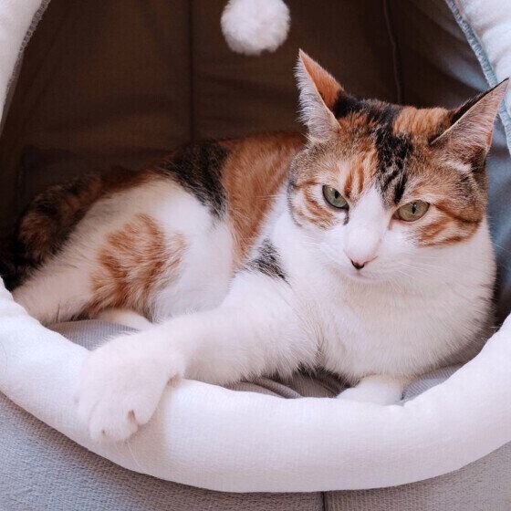 ベッドでくつろぐ猫