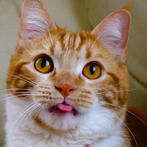 マンチカンの義経くん