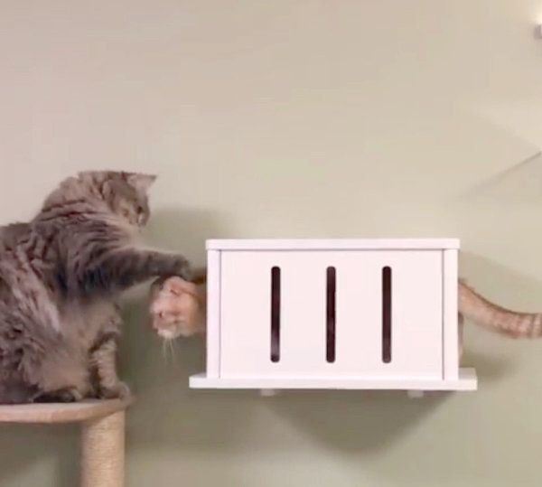 上下関係が逆転するスコティッシュフォールドとラガマフィン