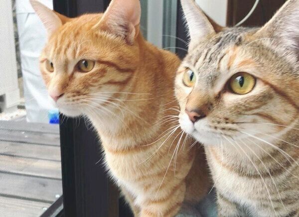 外を眺める茶々丸くんと子麦ちゃん