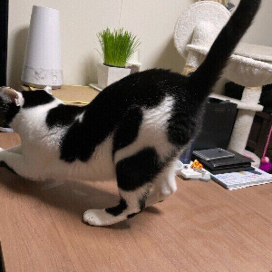 伸びるトトちゃん（MIX）