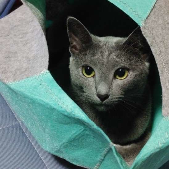 くつろぐロリアンブルー